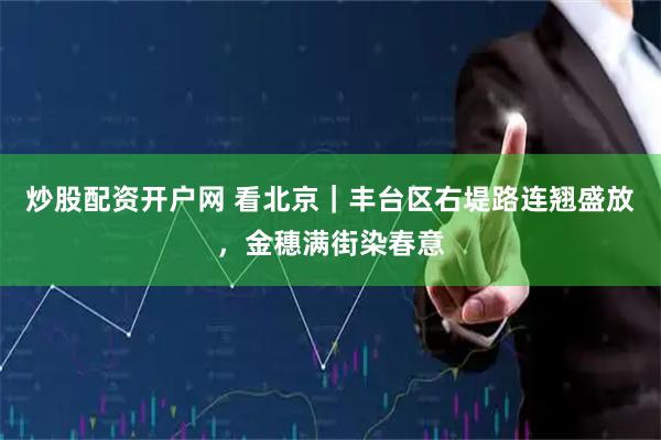 炒股配资开户网 看北京|丰台区右堤路连翘盛放,金穗满街染春意