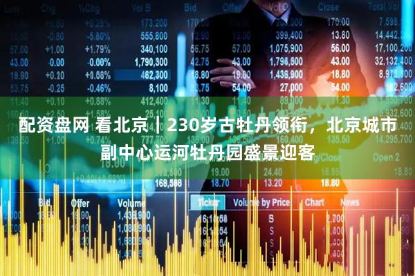 配资盘网 看北京｜230岁古牡丹领衔，北京城市副中心运河牡丹园盛景迎客